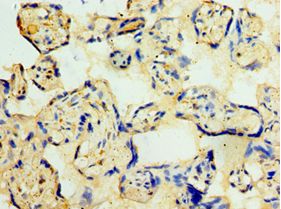CDK16 / PCTAIRE Antibody - Immunohistochemistry of paraffin-embedded human placenta tissue using antibody at 1:100 dilution.