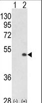 CDK16 / PCTAIRE Antibody - Western blot of PCTK1 (arrow) using rabbit polyclonal PCTK1 C-term. 293 cell lysates (2 ug/lane) either nontransfected (Lane 1) or transiently transfected with the PCTK1 gene (Lane 2).