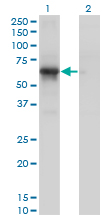 CDK16 / PCTAIRE Antibody - Western blot of PCTK1 expression in transfected 293T cell line by PCTK1 monoclonal antibody (M01), clone 4D2.