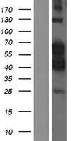 CDK16 / PCTAIRE Protein - Western validation with an anti-DDK antibody * L: Control HEK293 lysate R: Over-expression lysate