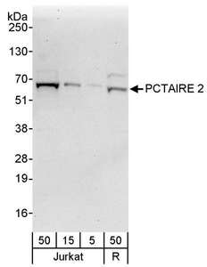 CDK17 / PCTK2 / PCTAIRE2 Antibody - Detection of Human PCTAIRE 2 by Western Blot. Samples: Whole cell lysate from Jurkat (5, 15 and 50 ug) and Ramos (R; 50 ug) cells. Antibodies: Affinity purified rabbit anti-PCTAIRE 2 antibody used for WB at 0.4 ug/ml. Detection: Chemiluminescence with an exposure time of 30 seconds.
