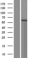 CDK17 / PCTK2 / PCTAIRE2 Protein - Western validation with an anti-DDK antibody * L: Control HEK293 lysate R: Over-expression lysate