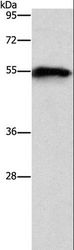 CDK19 / CDK11 Antibody - Western blot analysis of Mouse heart tissue, using CDK19 Polyclonal Antibody at dilution of 1:1000.