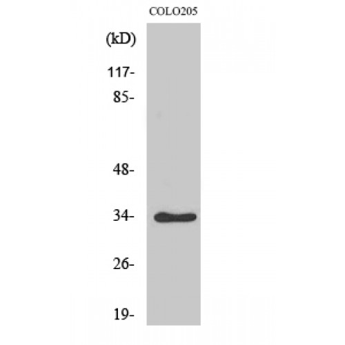 CDK2 Antibody - Western blot of Phospho-Cdk2/Cdc2 (T160) antibody