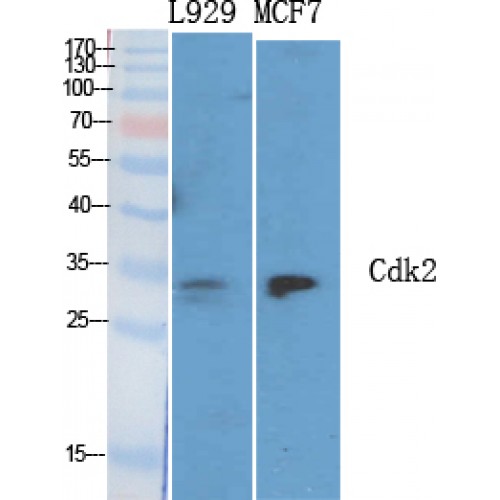 CDK2 Antibody - Western blot of Cdk2 antibody