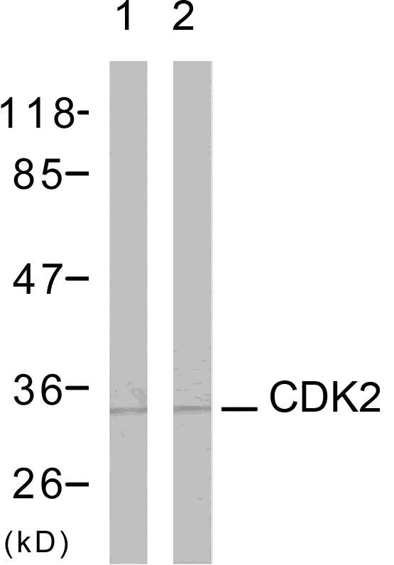 CDK2 Antibody - Western blot analysis of lysates from A2780 cells, using CDK2 Antibody. The lane on the right is blocked with the synthesized peptide.