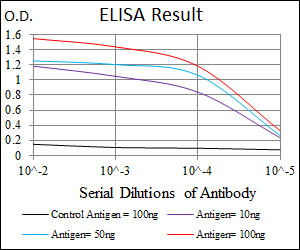 CDK2 Antibody - Red: Control Antigen (100ng); Purple: Antigen (10ng); Green: Antigen (50ng); Blue: Antigen (100ng);