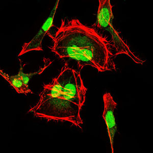 CDK2 Antibody - Immunofluorescence of HeLa cells using CDK2 mouse monoclonal antibody (green). Red: Actin filaments have been labeled with Alexa Fluor-555 phalloidin.