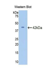 CDK2 Antibody - Western blot of recombinant CDC2 / CDK2.  This image was taken for the unconjugated form of this product. Other forms have not been tested.