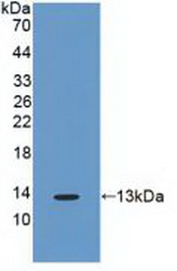 CDK2 Antibody - Western Blot; Sample: Recombinant CDK2, Human.