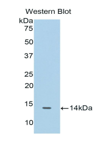 CDK2 Antibody - Western blot of recombinant CDC2 / CDK2.  This image was taken for the unconjugated form of this product. Other forms have not been tested.