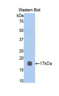 CDK2 Antibody - Western blot of recombinant CDC2 / CDK2.  This image was taken for the unconjugated form of this product. Other forms have not been tested.
