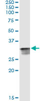 CDK2 Antibody - Immunoprecipitation of CDK2 transfected lysate using anti-CDK2 monoclonal antibody and Protein A Magnetic Bead, and immunoblotted with CDK2 rabbit polyclonal antibody.
