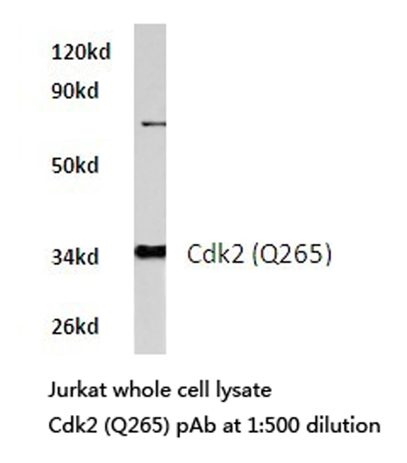 CDK2 Antibody - Western blot of Cdk2 (Q265) pAb in extracts from Jurkat cells.