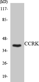 CDK20 / CCRK Antibody - Western blot analysis of the lysates from RAW264.7cells using CCRK antibody.