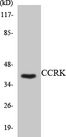 CDK20 / CCRK Antibody - Western blot analysis of the lysates from RAW264.7cells using CCRK antibody.