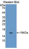 CDK2AP1 / DOC1 Antibody - Western Blot; Sample: Recombinant protein.