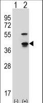 CDK3 Antibody - Western blot of Cdk3 (arrow) using rabbit polyclonal Mouse Cdk3 Antibody. 293 cell lysates (2 ug/lane) either nontransfected (Lane 1) or transiently transfected (Lane 2) with the Cdk3 gene.