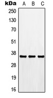 CDK3 Antibody - Western blot analysis of CDK3 expression in HEK293T (A); Raw264.7 (B); PC12 (C) whole cell lysates.