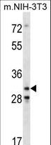 CDK4 Antibody - Mouse Cdk4 Antibody western blot of mouse NIH-3T3 cell line lysates (35 ug/lane). The Cdk4 antibody detected the Cdk4 protein (arrow).