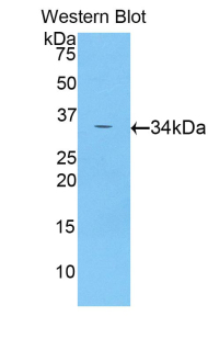 CDK4 Antibody - Western blot of recombinant CDK4.  This image was taken for the unconjugated form of this product. Other forms have not been tested.