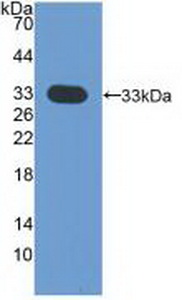 CDK4 Antibody - Western Blot; Sample: Recombinant CDK4, Human.