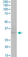 CDK4 Antibody - CDK4 monoclonal antibody (M03), clone 4F11. Western Blot analysis of CDK4 expression in 293.