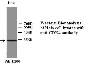 CDK4 Antibody
