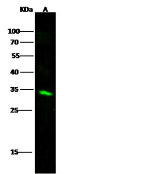 CDK4 Antibody - Anti-CDK4 rabbit polyclonal antibody at 1:500 dilution. Lane A: 293 Whole Cell Lysate. Lysates/proteins at 30 ug per lane. Secondary: Goat Anti-Rabbit IgG H&L (Dylight 800) at 1/10000 dilution. Developed using the Odyssey technique. Performed under reducing conditions. Predicted band size: 34 kDa. Observed band size: 34 kDa.