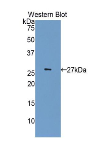 CDK5 Antibody - Western blot of recombinant CDK5.  This image was taken for the unconjugated form of this product. Other forms have not been tested.