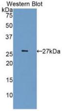 CDK5 Antibody - Western Blot;Sample: Recombinant CDK5, Human.