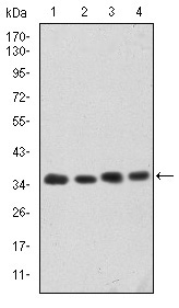 CDK5 Antibody - Western blot using CDK5 mouse monoclonal antibody against HeLa (1), K562 (2), PC-12 (3) and Cos7 (4) cell lysate.