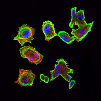 CDK5 Antibody - Immunofluorescence of GC7901 cells using CDK5 mouse monoclonal antibody (green). Blue: DRAQ5 fluorescent DNA dye. Red: Actin filaments have been labeled with Alexa Fluor-555 phalloidin.