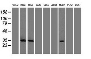 CDK5 Antibody - Western blot analysis of extracts (35ug) from 9 different cell lines by using anti-CDK5 monoclonal antibody.