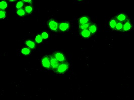 CDK5 Antibody - Immunofluorescent staining of HT29 cells using anti-CDK5 mouse monoclonal antibody.