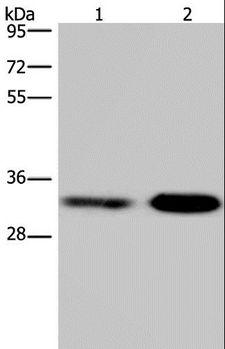 CDK5 Antibody - Western blot analysis of Jurkat and NIH/3T3 cell, using CDK5 Polyclonal Antibody at dilution of 1:300.