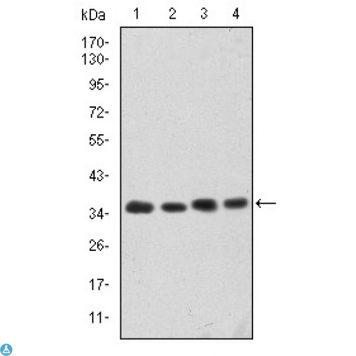 CDK5 Antibody - Western Blot (WB) analysis using Cdk5 Monoclonal Antibody against HeLa (1), K562 (2), PC-12 (3) and Cos7 (4) cell lysate.