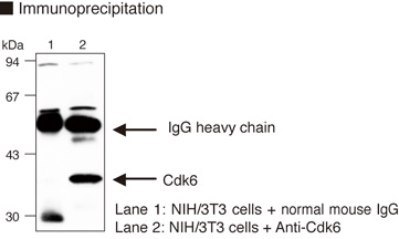 CDK6 Antibody