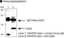 CDK6 Antibody