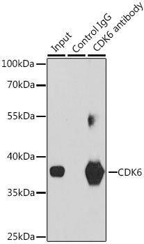 CDK6 Antibody - Immunoprecipitation analysis of 200ug extracts of Jurkat cells, using 3 ug CDK6 antibody. Western blot was performed from the immunoprecipitate using CDK6 antibodyat a dilition of 1:1000.