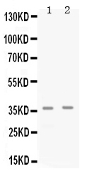 CDK6 Antibody - Western blot - Anti-Cdk6 Picoband Antibody
