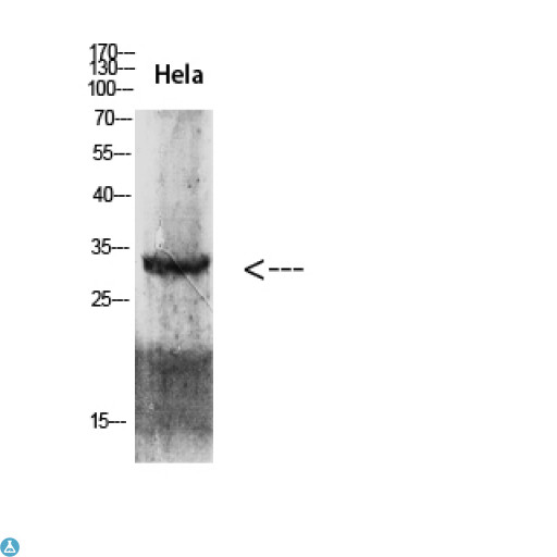 CDK6 Antibody - Western blot analysis of Hela lysate, antibody was diluted at 2000. Secondary antibody was diluted at 1:20000.