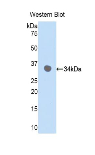 CDK7 Antibody - Western blot of recombinant CDK7.  This image was taken for the unconjugated form of this product. Other forms have not been tested.