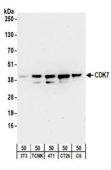 CDK7 Antibody - Detection of Mouse and Rat CDK7 by Western Blot. Samples: Whole cell lysate (50 ug) from NIH3T3, TCMK-1, 4T1, CT26.WT, and rat C6 cells. Antibodies: Affinity purified rabbit anti-CDK7 antibody used for WB at 1 ug/ml. Detection: Chemiluminescence with an exposure time of 30 seconds.