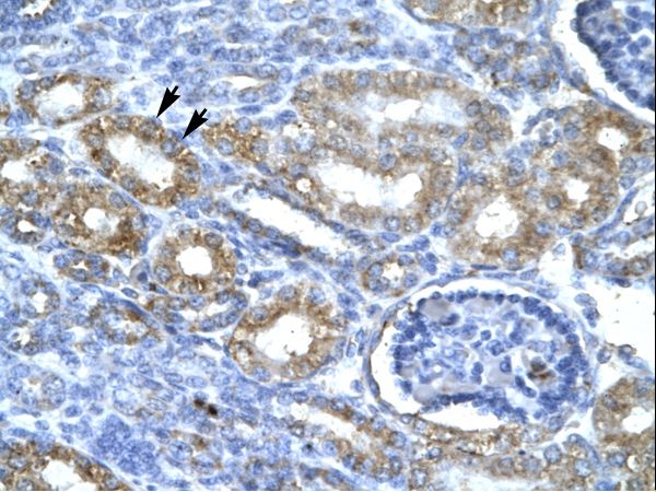 CDK7 Antibody - CDK7 antibody AVARP03009_T100-NP_001790-CDK7 (cyclin-dependent kinase 7 (MO15 homolog, Xenopus laevis, cdk-activating kinase)) Antibody was used in IHC to stain formalin-fixed, paraffin-embedded human kidney.  This image was taken for the unconjugated form of this product. Other forms have not been tested.