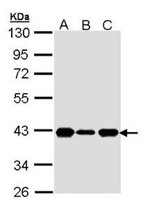CDK7 Antibody - Sample (30 ug of whole cell lysate). A: H1299. B: Hela. C: Hep G2. 10% SDS PAGE. CDK7 antibody diluted at 1:1000. 