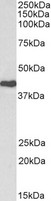 CDK7 Antibody - Goat Anti-CDK7 (aa47-58) Antibody (0.3µg/ml) staining of Jurkat lysate (35µg protein in RIPA buffer). Primary incubation was 1 hour. Detected by chemiluminescencence.