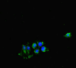 CDK7 Antibody - Immunofluorescent analysis of HeLa cells diluted at 1:100 and Alexa Fluor 488-congugated AffiniPure Goat Anti-Rabbit IgG(H+L)
