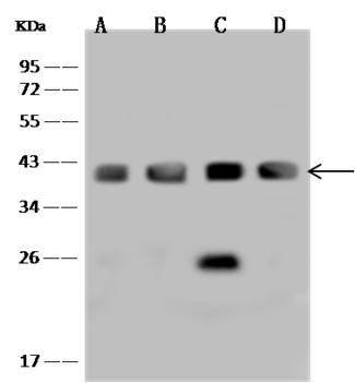 CDK7 Antibody - Anti-CDK7 rabbit polyclonal antibody at 1:500 dilution. Lane A: H1299 Whole Cell Lysate. Lane B: Hela Whole Cell Lysate. Lane C: HepG2 Whole Cell Lysate. Lane D: U-251 MG Whole Cell Lysate. Lysates/proteins at 30 ug per lane. Secondary: Goat Anti-Rabbit IgG (H+L)/HRP at 1/10000 dilution. Developed using the ECL technique. Performed under reducing conditions. Predicted band size: 39 kDa. Observed band size: 39 kDa.