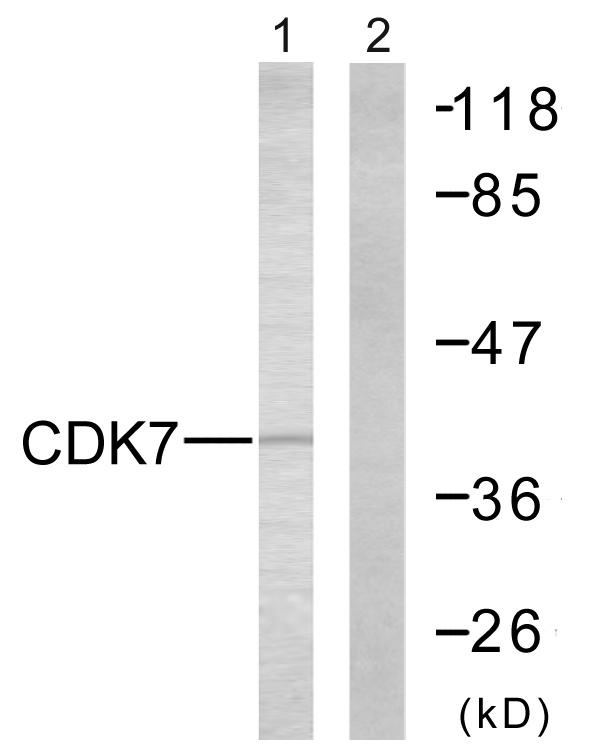 CDK7 Antibody - Western blot analysis of extracts from 293 cells, using CDK7 antibody.